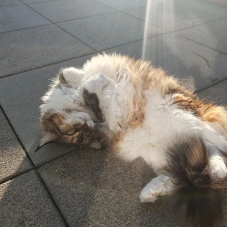 Riviera - Private In A Shared * Vevey